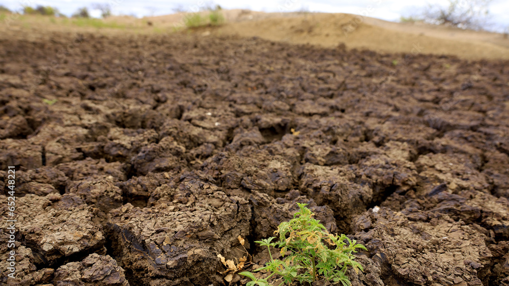 curaca, bahia, brazil - september 17, 2023: view of cracked earth in a dry dam due to drought in the backlands of Bahia curaca, bahia, brazil - september 17, 2023: view of cracked earth in a dry dam due to drought in the backlands of Bahia