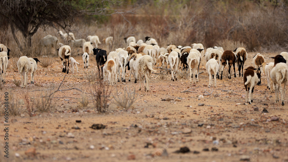 curaca, bahia, brazil - september 18, 2023: sheep farming in a dry region of northeastern Brazil. curaca, bahia, brazil - september 18, 2023: sheep farming in a dry region of northeastern Brazil.