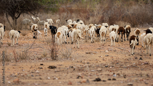 curaca, bahia, brazil - september 18, 2023: sheep farming in a dry region of northeastern Brazil.