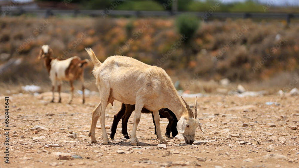 curaca, bahia, brazil - september 18, 2023: goat farming in a dry region of northeastern Brazil. curaca, bahia, brazil - september 18, 2023: goat farming in a dry region of northeastern Brazil.