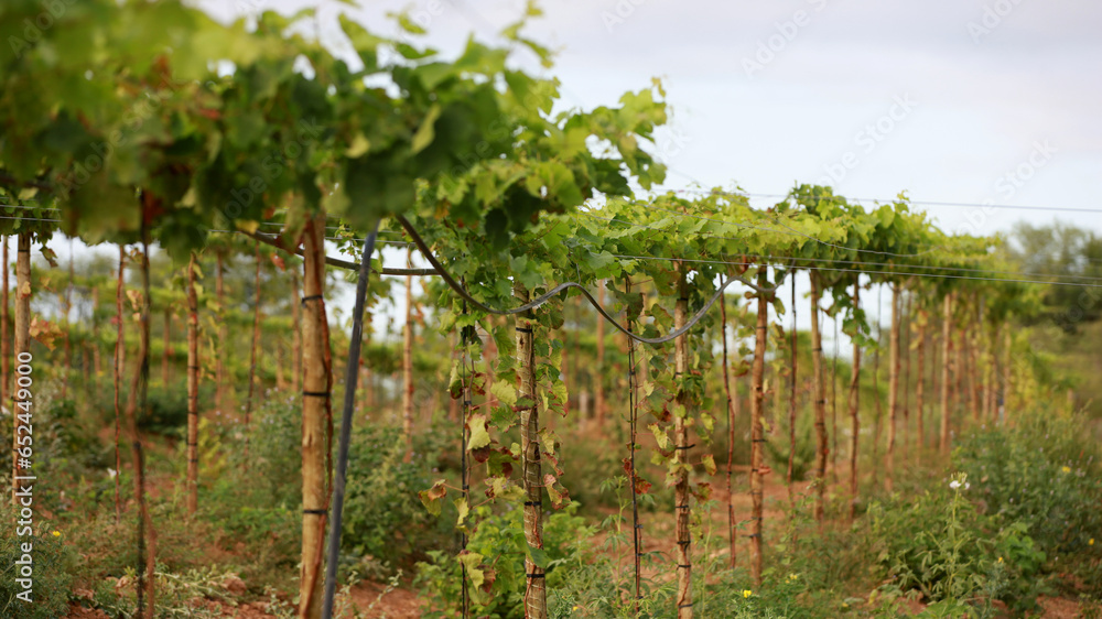 curaca, bahia, brazil - september 18, 2023: grape plantation on a farm in the Sao Francisco River valley in Bahia.