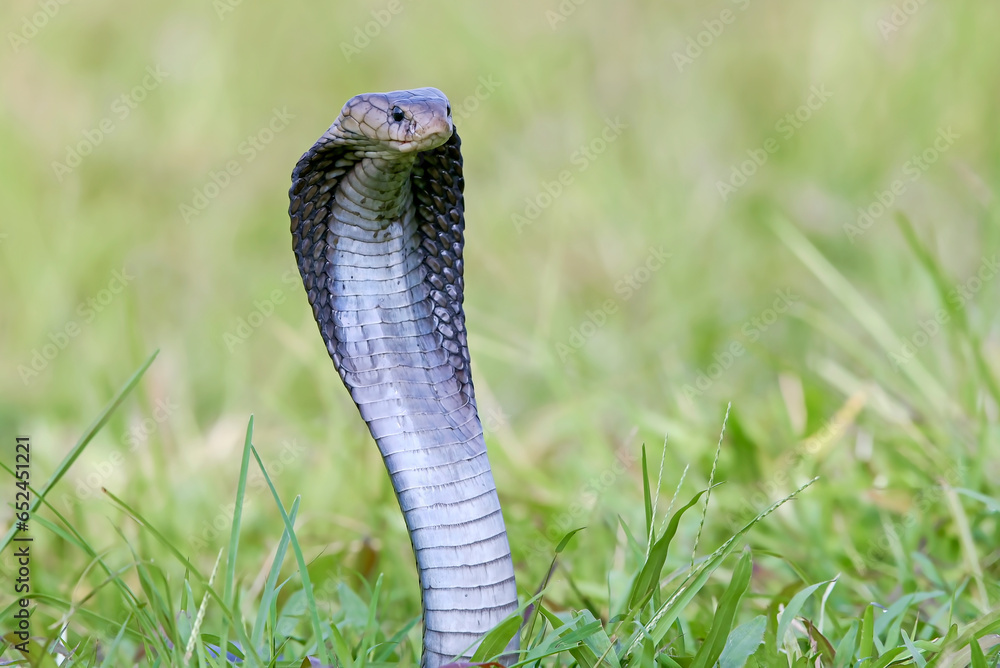 Fototapeta premium A venomous snake on a field