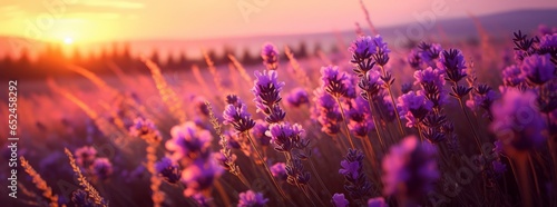Lavender flowers landscape with sky and sunset. Natural fresh Lavender. Photo texture. Horizontal banner. Ai generated