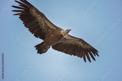 un aigle en plein vol au dessus des Gorges du Verdon en France