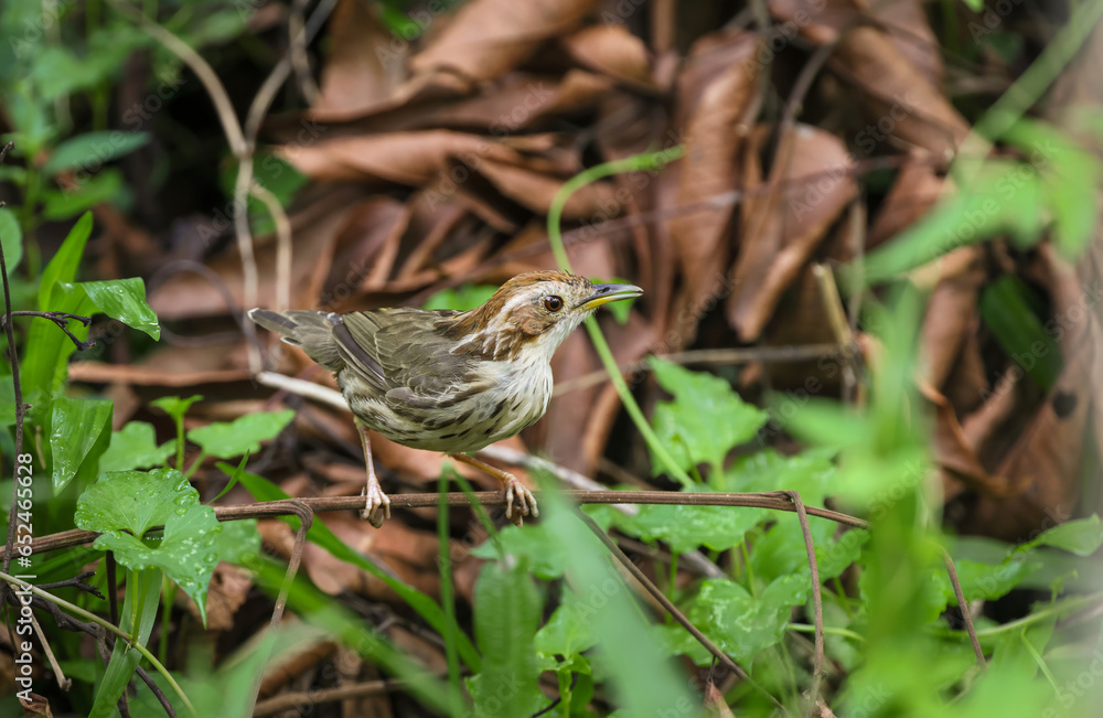 The puff-throated babbler or spotted babbler is a species of passerine bird found in Asia. They are found in scrub and moist forest mainly in hilly regions. The puff-throated babbler or spotted babbler is a species of passerine bird found in Asia. They are found in scrub and moist forest mainly in hilly regions.