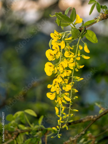 Obraz na płótnie close up of common laburnum tree