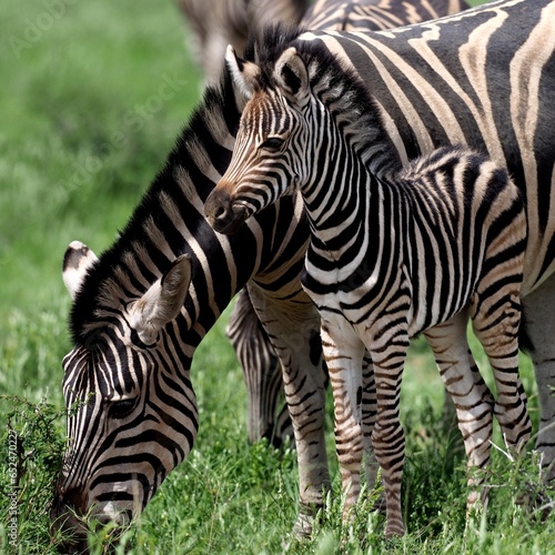 Mum and baby zebra in Pilanesberg  South Africa