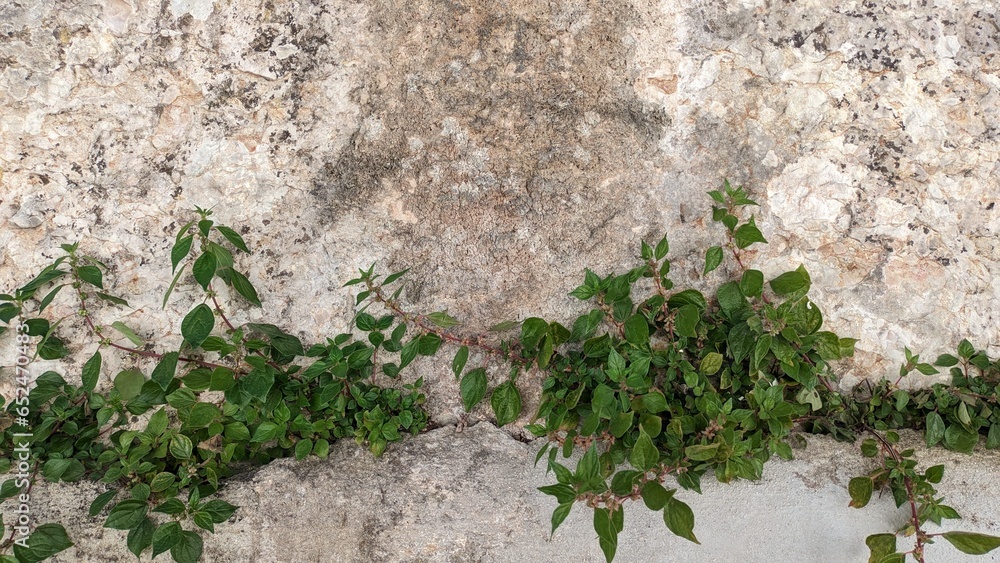 The plant Parietaria judaica grows on rocks in Portugal The plant Parietaria judaica grows on rocks in Portugal