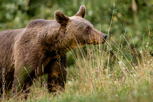 Brown bear (Ursus arctos) in a forest in Carpathian Mountains, Romania, Europe