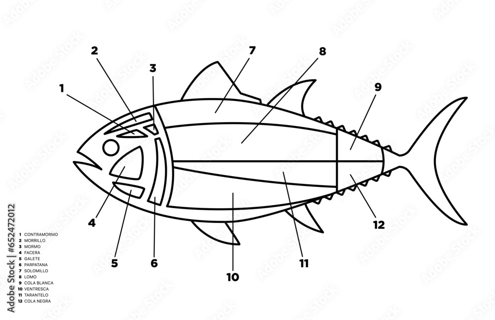 Line Tuna Cuts diagram (ronqueo). Parts of tuna written in Spanish. Line Tuna Cuts diagram (ronqueo). Parts of tuna written in Spanish.