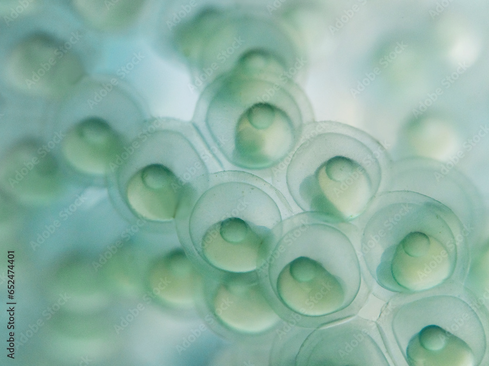 Perch fish eggs, Eier vom Flussbarsch Perch fish eggs, Eier vom Flussbarsch
