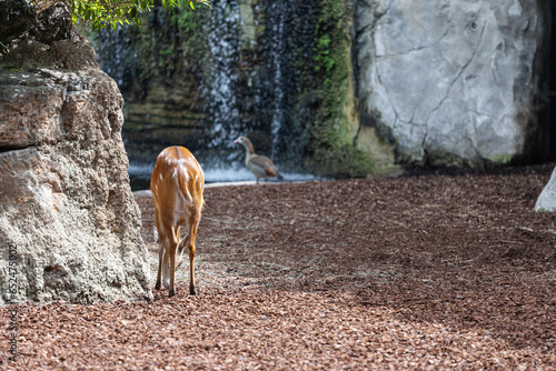 Deer at Bioparc, Valencia, Spain