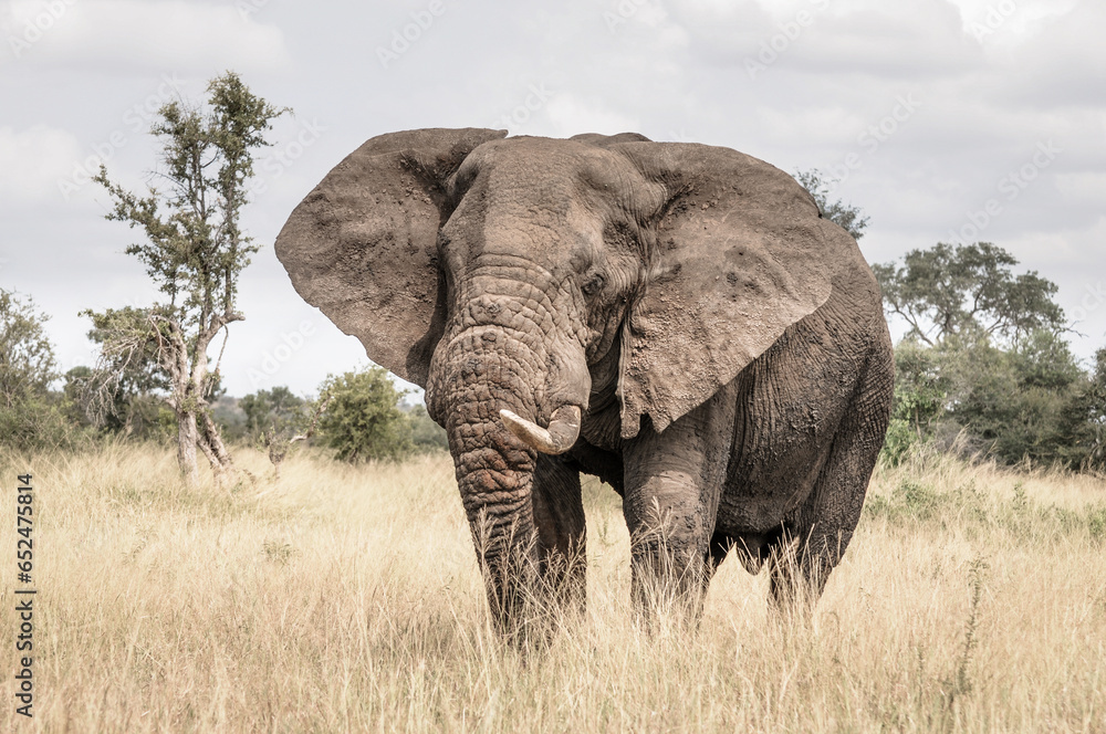 front view of a african elephant in the wild bush of kruger national park in south africa
