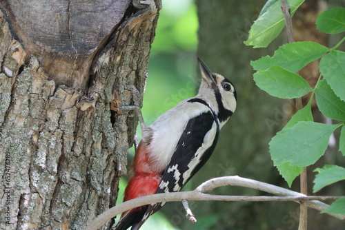 Woodpecker on a tree