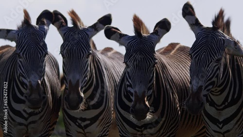 Close up shot of four Grevy zebra (Equus Grevyi) looking directly at the camera during a morning safari in Africa.
