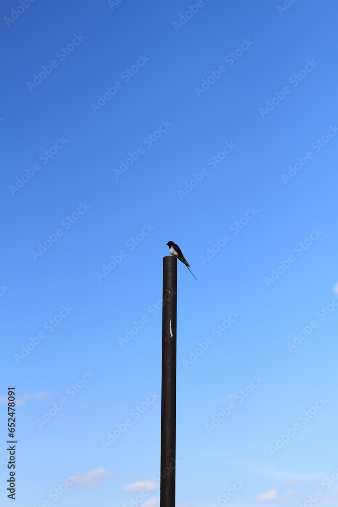 swallow sitting on a pole with the blue sky in the background