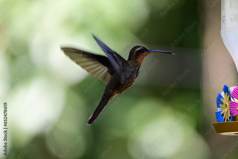 Fototapeta premium rajado