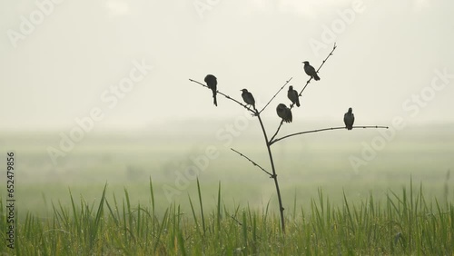 A flock of birds sitting on a branch in a foggy morning, chirping merrily. The birds are silhouetted against the rising sun, and the fog creates a mystical atmosphere.  photo