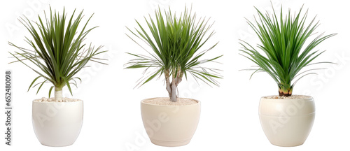 Tropical house yucca plant in modern pot or vase isolated on transparent background generative ai