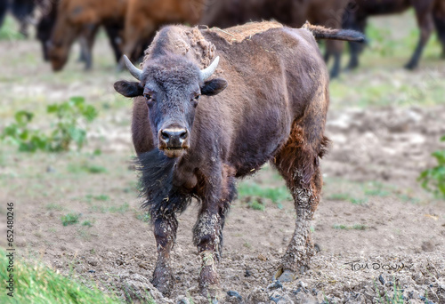 Bison in Utah 