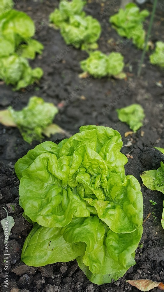 lettuce growing in the garden lettuce growing in the garden