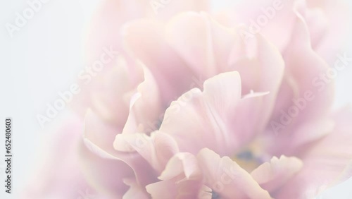 Flower opening close up, soft pink petals of beautiful tulip time lapse, nature background. Tulip spring flower macro shot, center of blooming pastel pink tulip Easter backdrop, romantic, wedding card photo