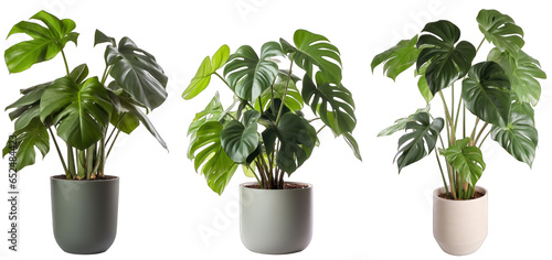 Tropical house tree philodendron plant in modern pot or vase isolated on transparent background generative ai