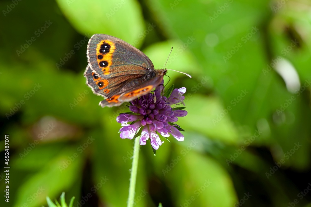 A large ringlet butterfly, Erebia euryale A large ringlet butterfly, Erebia euryale