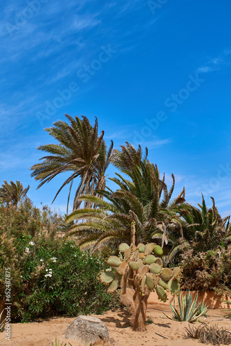 Garden with palm trees and cacti in Caleta de Fuste Fuerteventura Spain