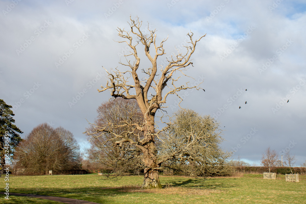 Old oak tree