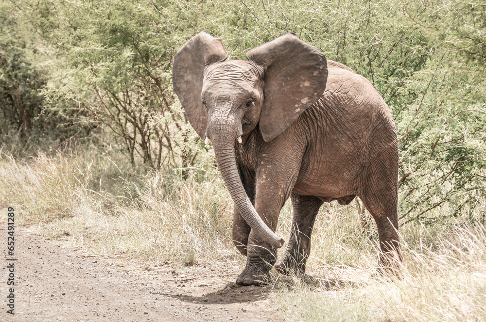 Fototapeta premium happy and clumsy little baby elephant walking with his wrinkled leathery skin trough the rough terrain of the kruger national park, dirty, bush of south africa