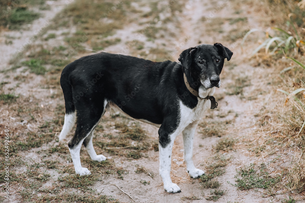 Portrait of a beautiful old black and white mongrel dog outdoors in the village. Photograph of an animal, pet.