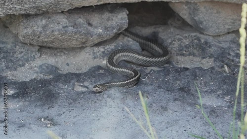 Galapagos racer, Pseudalsophis biserialis, a snake that is endemic to the Galapagos islands, hiding underneath large lava rocks. photo