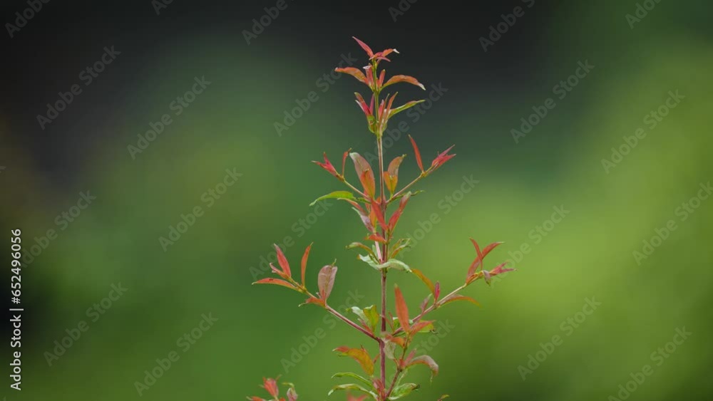 Pomegranate plant, Punica granatum, deciduous shrub or small tree. Baby plant, Plant leaves Pomegranate plant, Punica granatum, deciduous shrub or small tree. Baby plant, Plant leaves