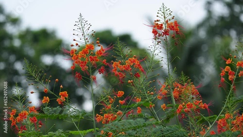 A striking red peacock flower blooms in the sunlight. Its delicate petals are arranged in a symmetrical pattern, resembling a peacock's feathers.. krishnachura, gulmohar, flame of the forest  photo