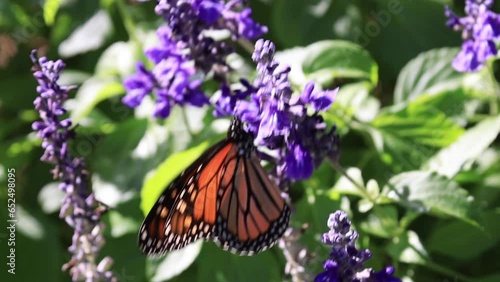 Close up of monarch butterfly