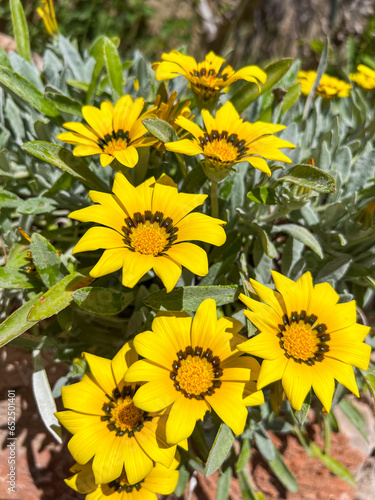 Tableau sur toile A vibrant close-up view of bright yellow Gazania rigens treasure flowers with distinct dark brown and black center rings blooming under sunny skies