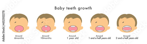Illustration material: Baby teeth growth _ process set