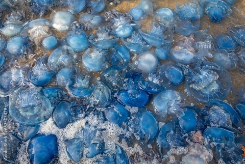 Close-up of Jellyfish infestation seen on sea surface as background.