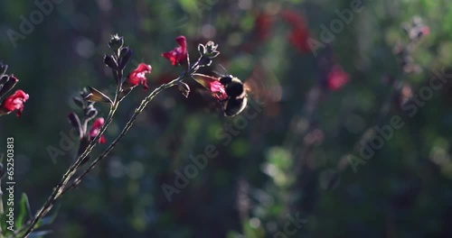 Bumblebee in pink flowers at sunset
