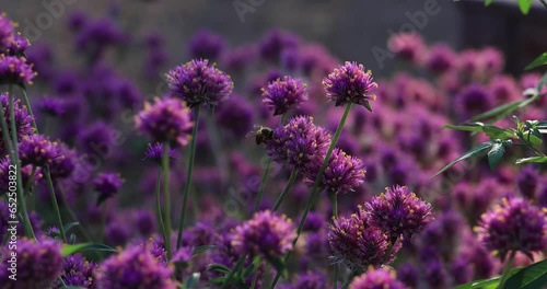 Honey bee in pink flowers