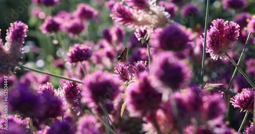 Butterfly in pink flowers