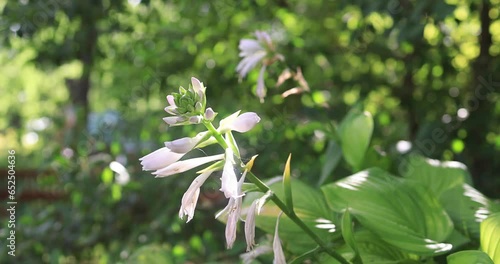 Pan on white flowers