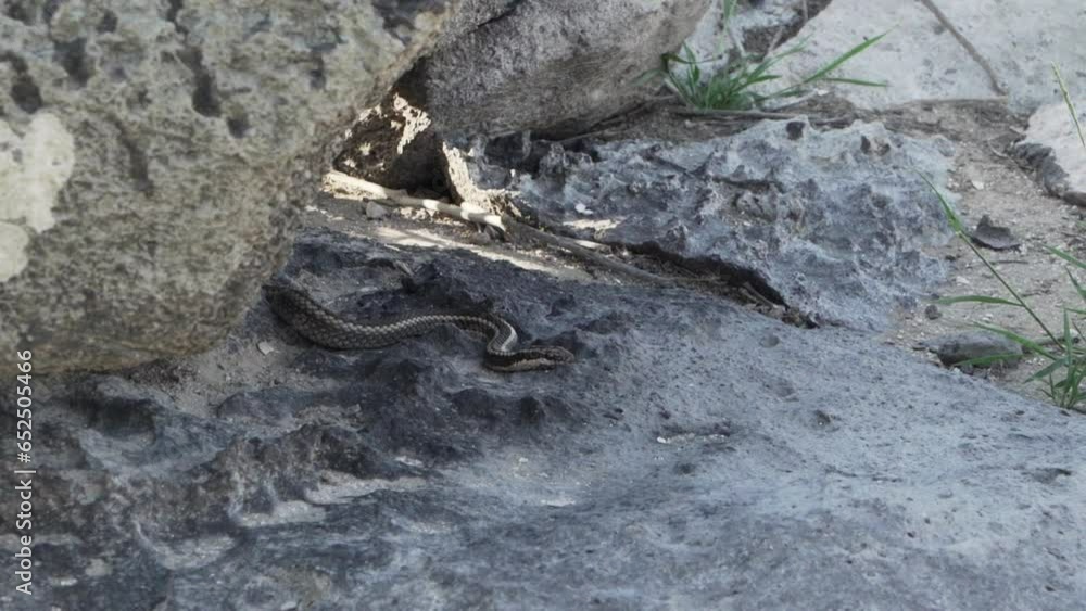 Galapagos racer, Pseudalsophis biserialis, a snake that is endemic to the Galapagos islands, hiding underneath large lava rocks. Galapagos racer, Pseudalsophis biserialis, a snake that is endemic to the Galapagos islands, hiding underneath large lava rocks.