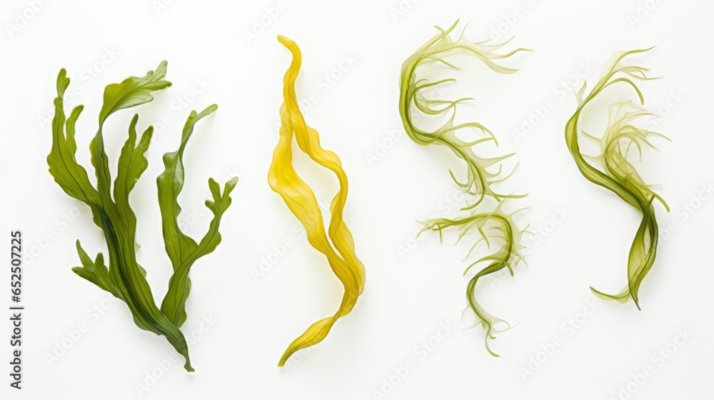 seaweed set of design elements on white background. seaweed set of design elements on white background.