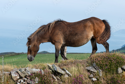 Photo of a wild Exmoor pony