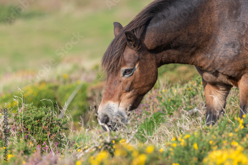 Head shot of a wild Exmoor pony grazing
