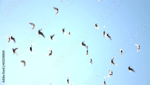 Flying white pigeons on background clean blue sky. Group of birds. Sunny day, doves, dove, outdoor, up, fly, flock, free, slow motion, view, color, scene, motion, mid shot, close up, hd. ProRes 422HQ. photo