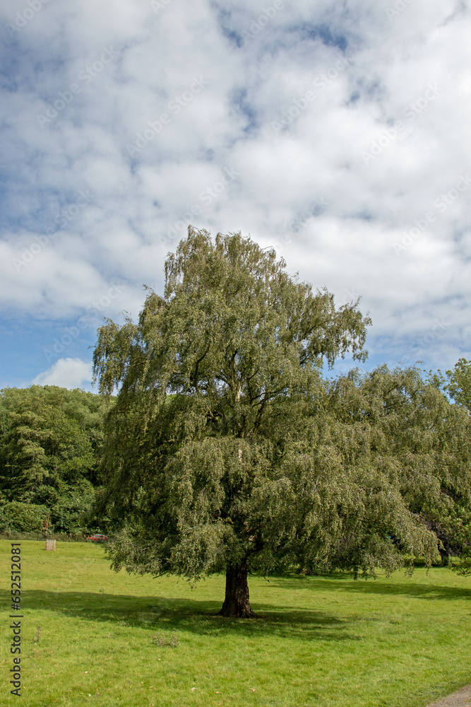 Summertime trees in rural UK. Summertime trees in rural UK.