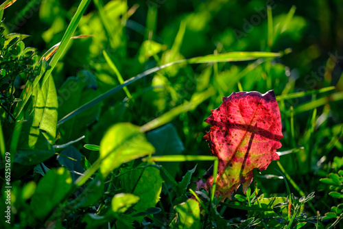 The red autumn leaf stands out and is beautifully texturally illuminated by the sunlight against the blurred background of still green grass. Selective focus. The onset of autumn, details of nature photo